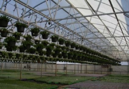 プレーヤー GREENHOUSE 1984188?$256$