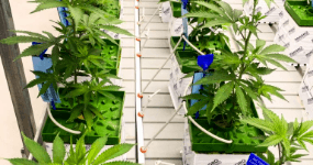 Greenhouse Irrigation Systems