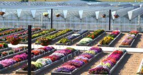 Commercial greenhouse with fully opening roof for natural ventilation and sunlight