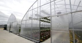 The adaptable Windjammer offers durable construction paired with top-tier high tunnel performance.